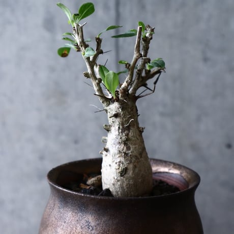 フォークイエリア   コルムナリス     Fouquieria columnari   no.006