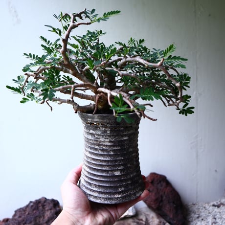 センナ メリディオナリス   Senna meridionalis  no.90104