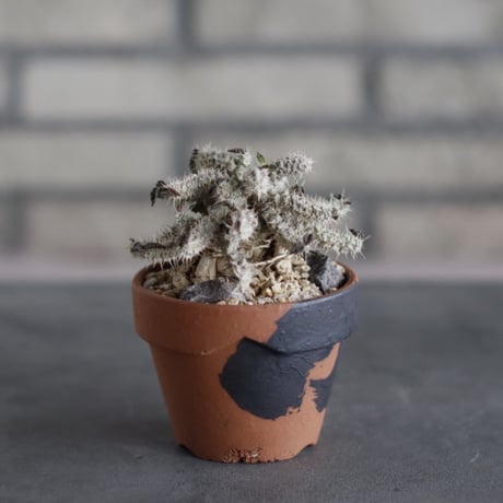 Euphorbia tulearensis × N/OH(3号)  no.510/38