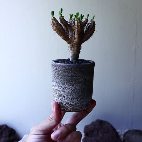 ユーフォルビア   ギラウミニアナ  Euphorbia guillauminiana  no.61624