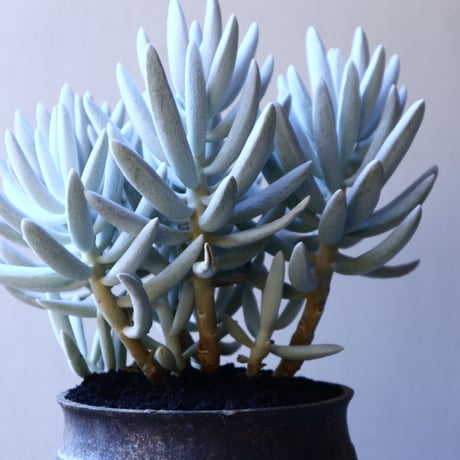 セネシオ  銀月     Senecio haworthii  no.11916