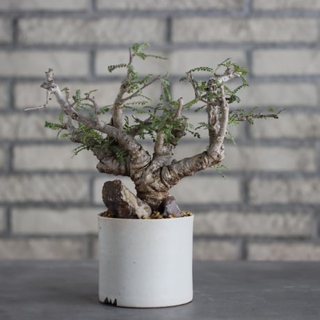 Boswellia neglecta × Atsushi Funakoshi (3.5号)  no.629-43