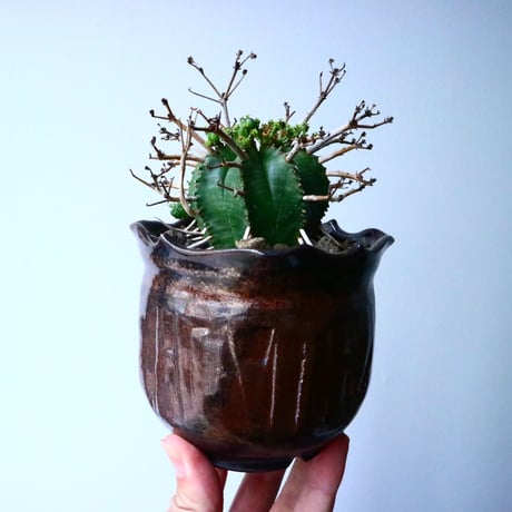 ユーフォルビア  バリダ    Euphorbia valida   No.025