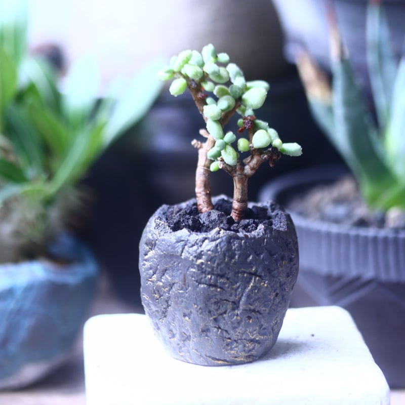 ケラリア ピグマエア Ceraria pygmaea 挿木 no.61431 | 芽の巣山