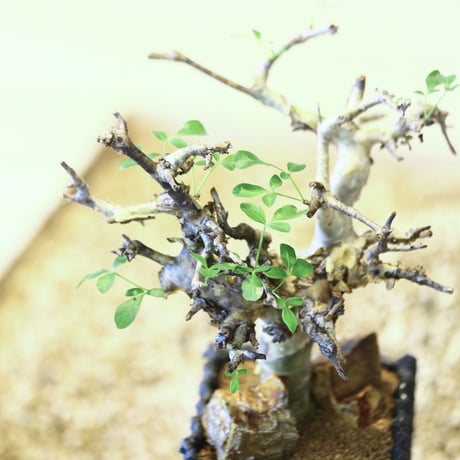 コミフォラ ストックシアナ / Commiphora stocksiana   no.43012