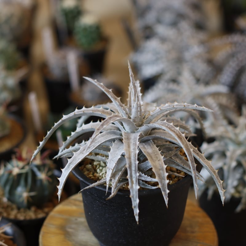 Dyckia 'Fujiyama' x incana (4号鉢) no.1226/41 |