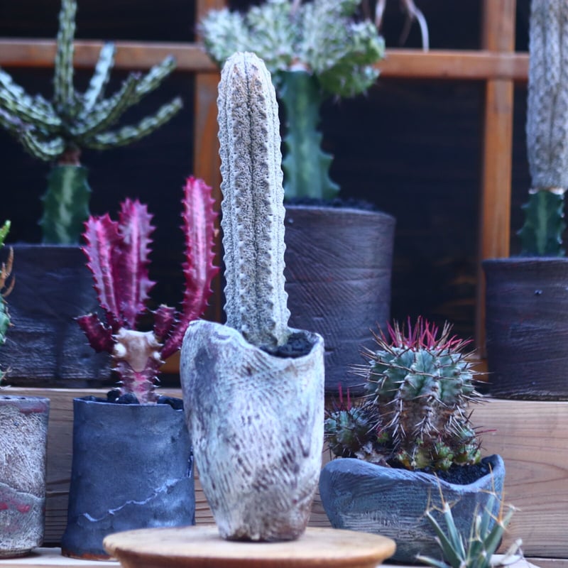 ユーフォルビア アブデルクリ 接おろし 自根 Euphorbia ユーフォルビア アブデルクリ 接おろし 自根 Euphorbia