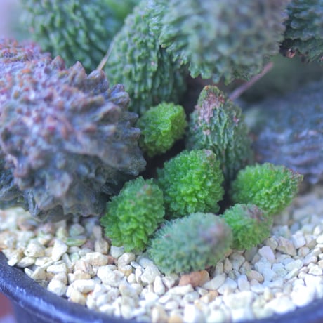アドロミスクス  ドリアンレッド   Adromischus marianiae herrei 'Durian Red'     no.207109