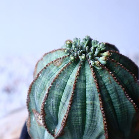 ユーフォルビア  オベサ   Euphorbia obesa   no.20316