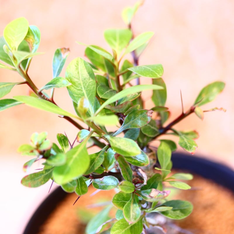 フォークイエリア ファシクラータ / Fouquieria fasciculata no.4 フォークイエリア ファシクラータ / Fouquieria fasciculata no.4