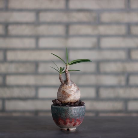 Pachypodium gracilius × 山山 特別共作鉢  (3号)  no.928/17