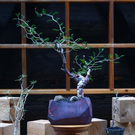 コミフォラ モンストローサ／Commiphora monstrosa   no.101050