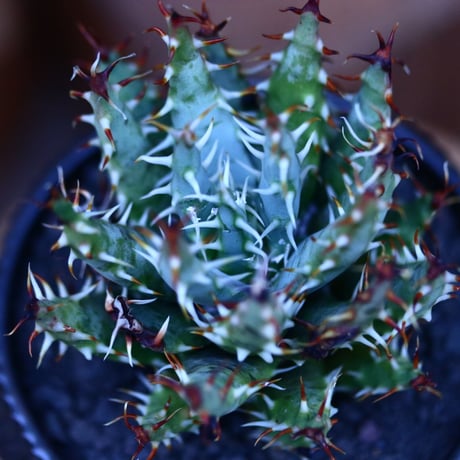 アロエ エリナケア／Aloe melanacantha ssp. var. erinacea  no.13093