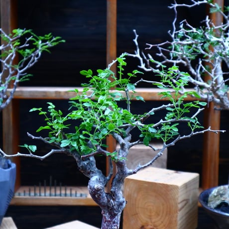 コミフォラ モンストローサ   Commiphora monstrosa   no.81540