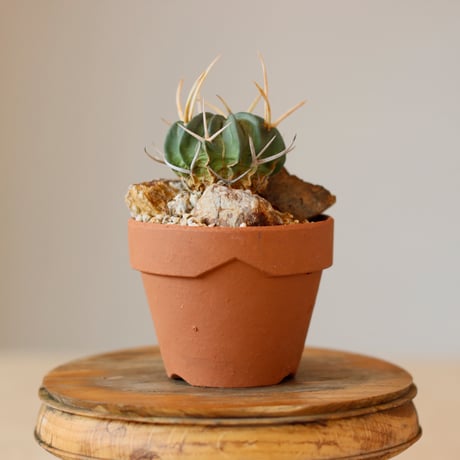 CATEGORY カクタス | 芽の巣山