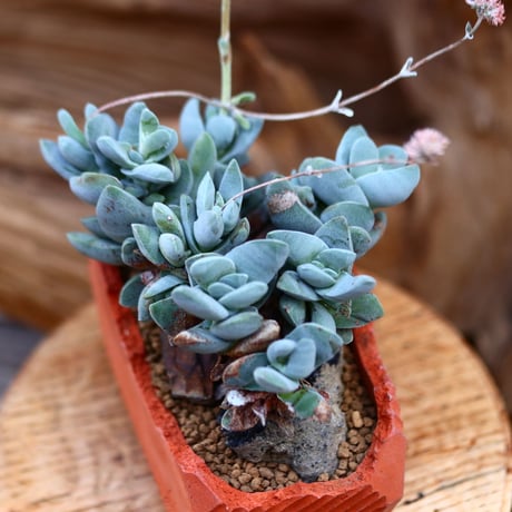 クラッスラ ダルマ神刀 / Crassula ″DARUMAJINTOU″   no.22673