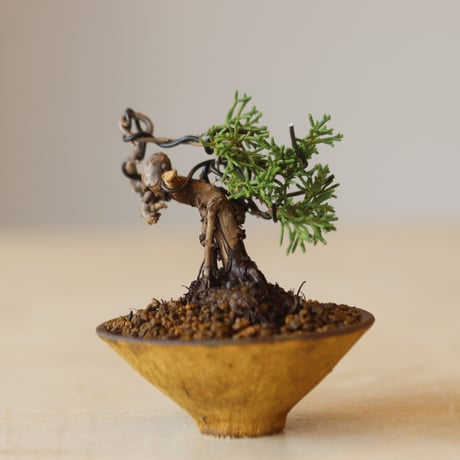 真柏 / YOSHIZAWA3-SHOHINBONSAI   no.223-23