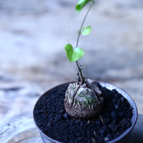 ディオスコレア   亀甲竜    Dioscorea elephantipe     no.101809