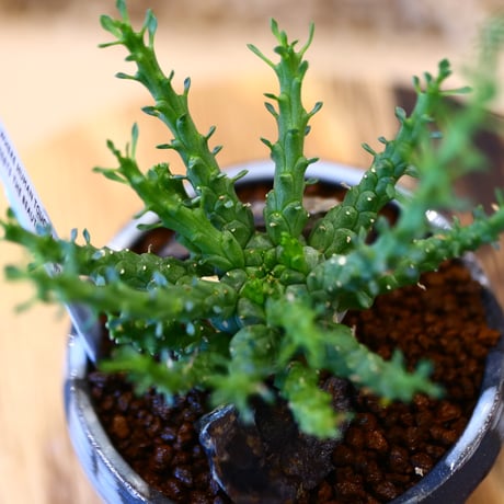 Euphorbia gorgonis × N/OH   no.11402