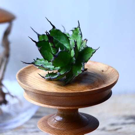 アガベ ホリダ    Agave horrida     no.1025-4