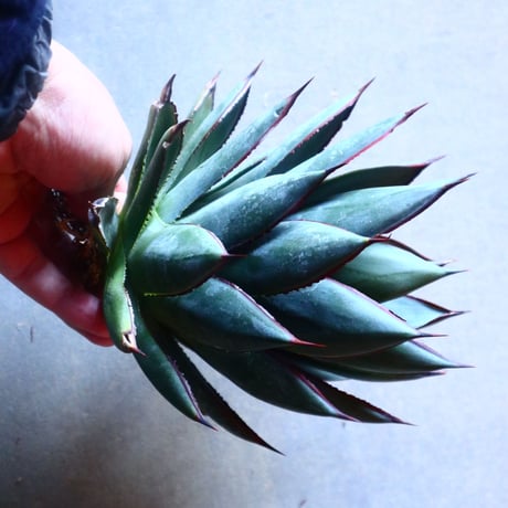 アガベ　ブルーグロー Agave 'Blue Glow'   no.20910