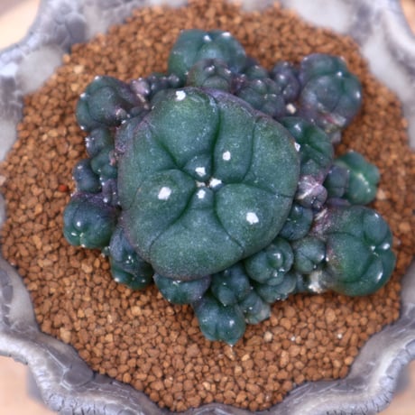 ロフォフォラ   ディフューサ  子吹き翠冠玉／Lophophora diffusa 　no.42432