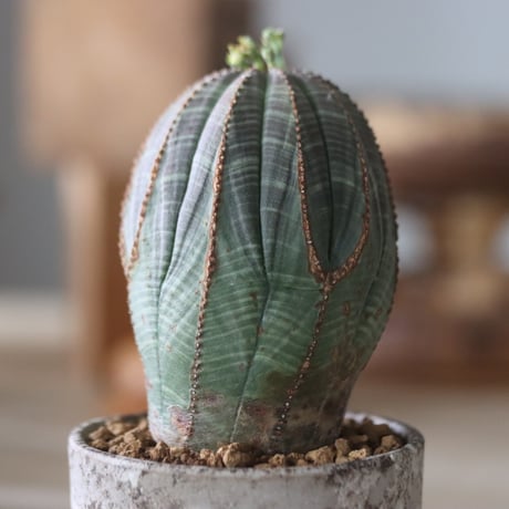 Euphorbia obesa♂  × YAMABACHI var. takero pot  no.714/35