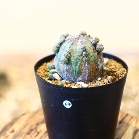 ユーフォルビア  仔吹きオベサ / Euphorbia  obesa   no.51464