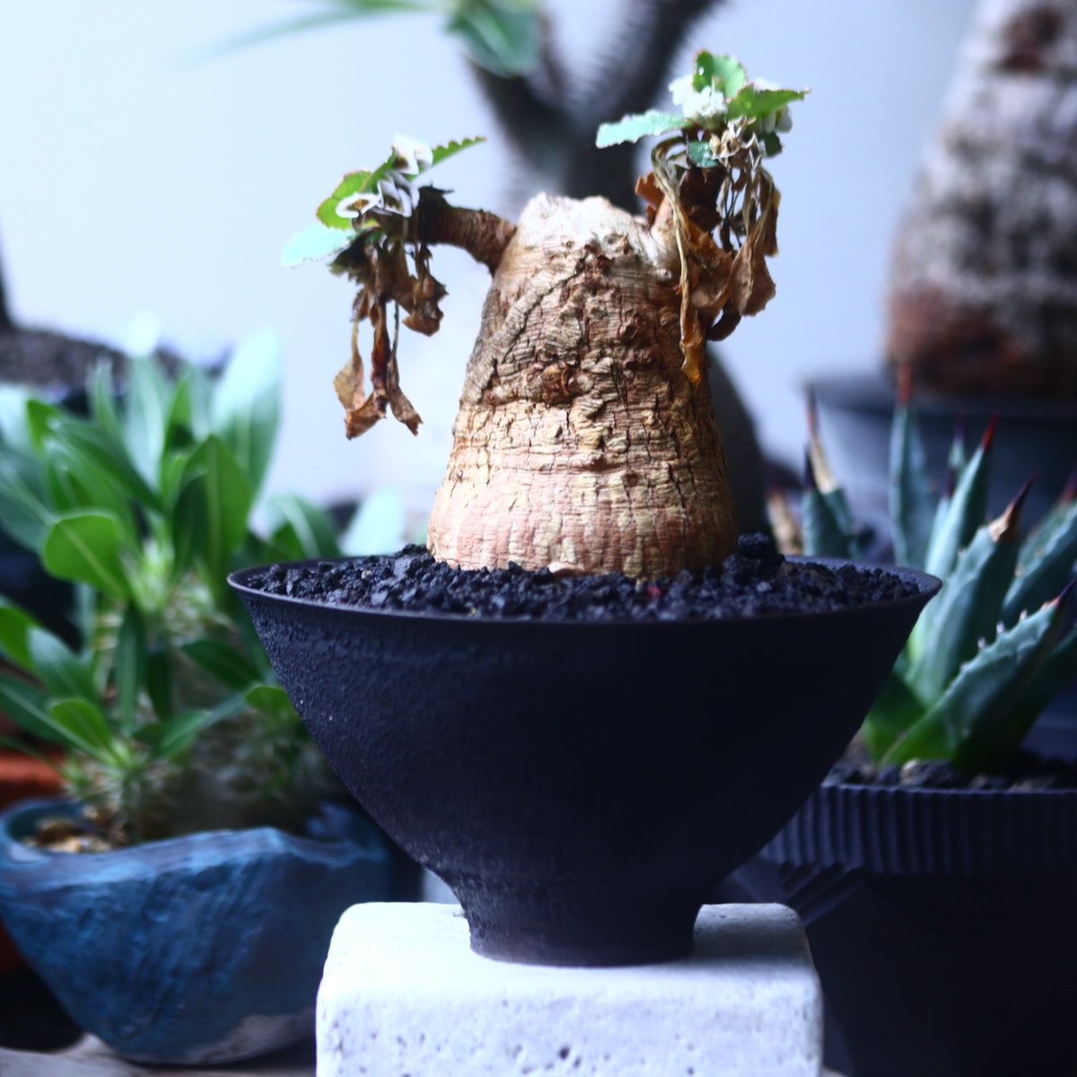 ユーフォルビア プリムリフォリア Euphorbia primulifolia no.6