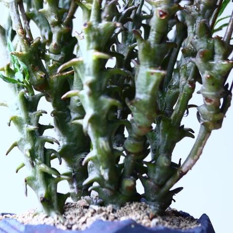 セロぺギア デモルファ   Ceropegia dimorpha   no.92730