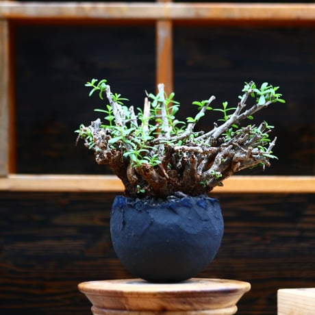 namaquensis | STORES