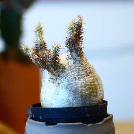 'ハルコイ´セット (N/OH × Pachypodium gracilius)  no.30310
