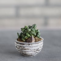 Euphorbia horrida 棘無しホリダ綴化 × takero pot (2号)  no.419/81