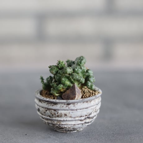 Euphorbia horrida 棘無しホリダ綴化 × takero pot (2号)  no.419/81