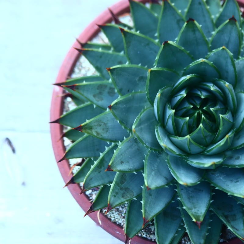 アロエ ポリフィラ Aloe polyphylla no.30101 | 芽の巣山
