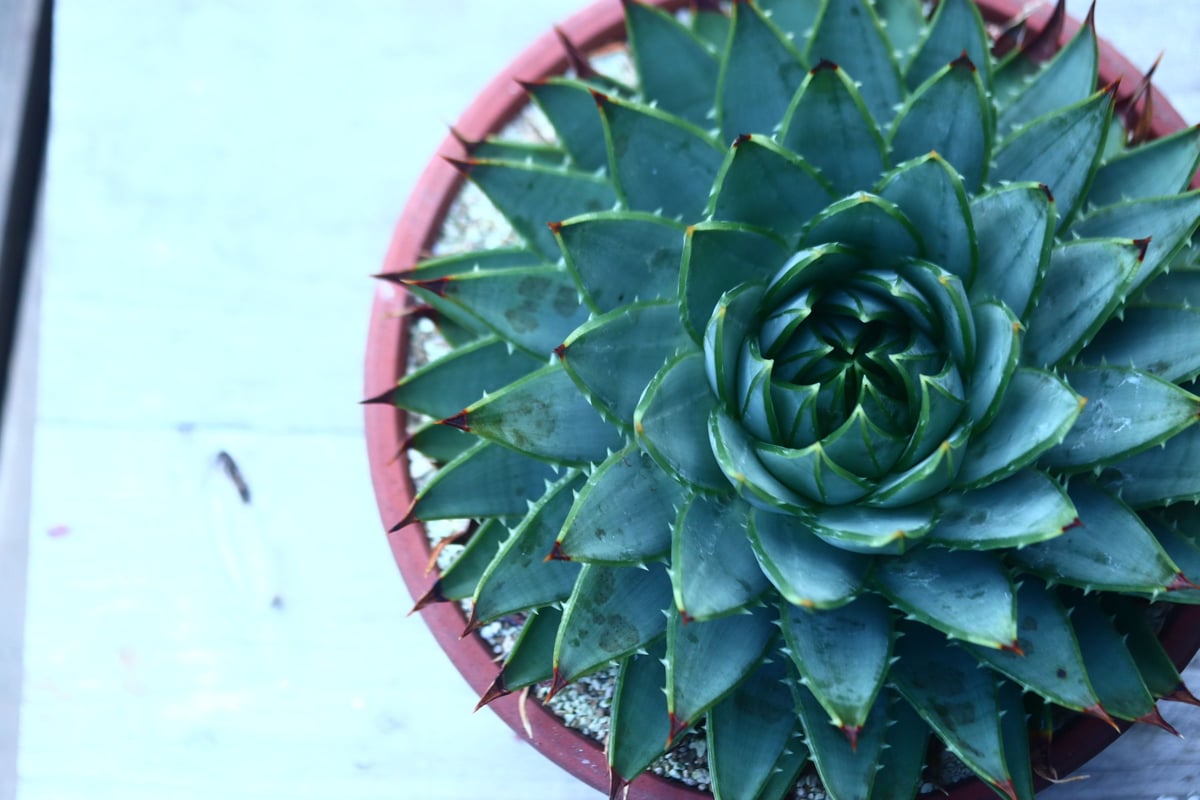 アロエ ポリフィラ スウィリー 7寸 アロエ ポリフィラ | 星庭