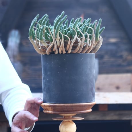 ユーフォルビア エスクレンタ   Euphorbia esculenta     no.22807