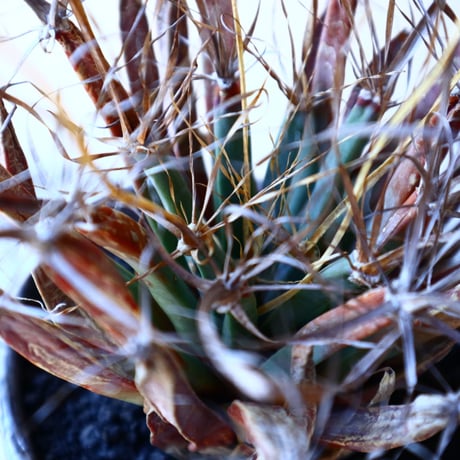レウクテンベルギア  晃山    Leuchtenbergia principis  no.11229
