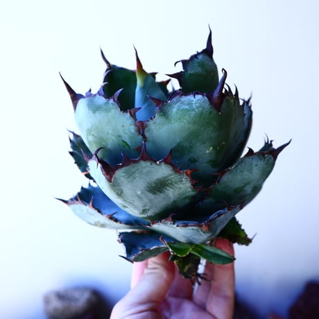 アガベ チタノタ　ブラック＆ブルー Agave titanota black&bule   no.41206