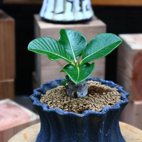 パキポディウム ウィンゾリー実生／Pachypodium baronii var. windsorii       no.73118