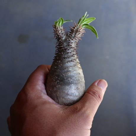 パキポディウム グラキリス 抜苗  Pachypodium rosulatum var. gracilius no.100626