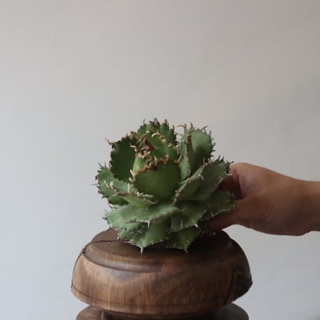 U.S. filigree (Agave titanota filigree) / Style of Chika　no.1227-40