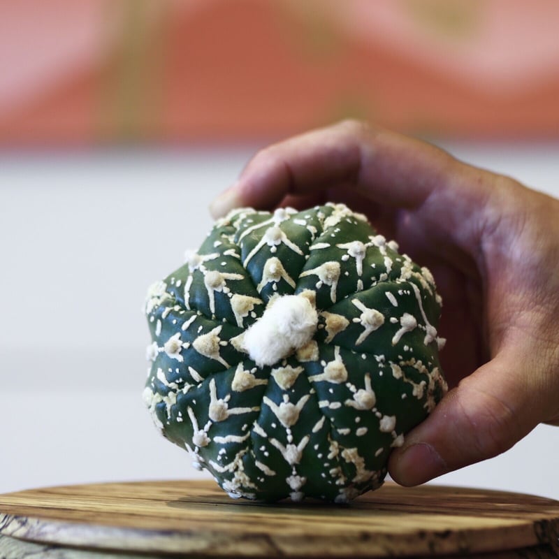 良個体】アストロフィツム スーパー兜 アストロフィツム・スーパー兜