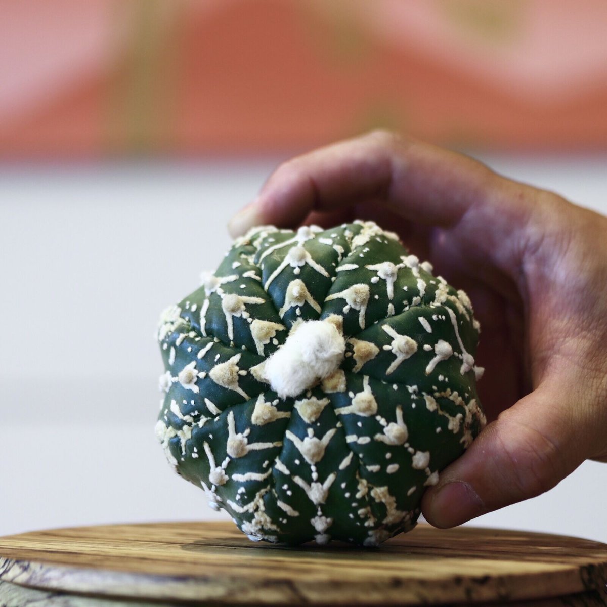 かよぱぁ　スーパー兜 Vアロータイプ　ヒトデタイプ（全幅9.7cm）美株 アストロフィツム〝スーパー兜″ アロータイプ / Astrophytum