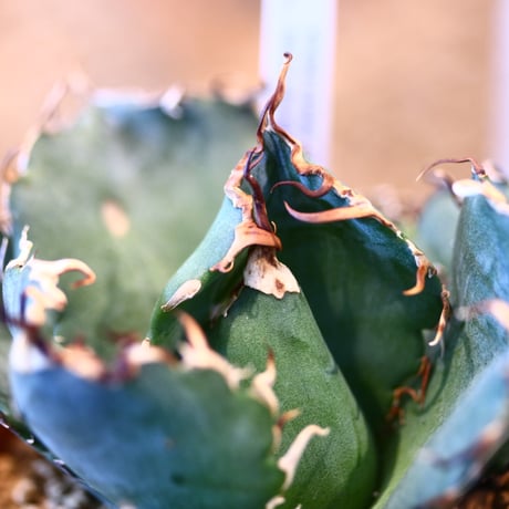 Agave titanota white Whale × YAMABACHI   no.123175