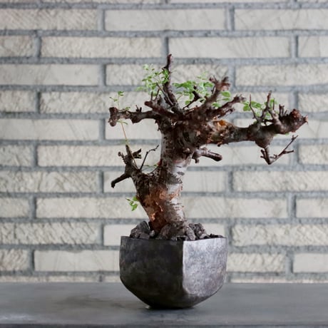 Commiphora boranensis × Shu Hirai (4号)  no.1019/5