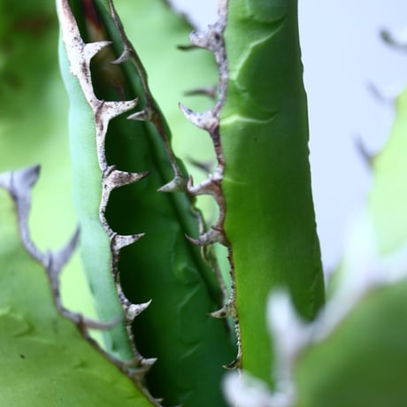 アガベ チタノタ 'リベレート'　 Agave  titanota ' libelate'　no.53122