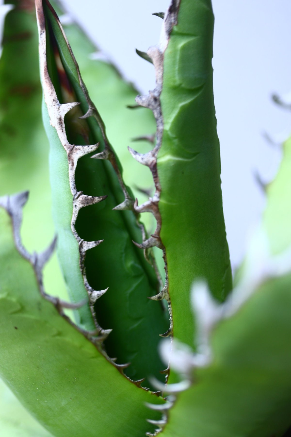 アガベ チタノタ 'リベレート' Agave titanota ' libelate' n