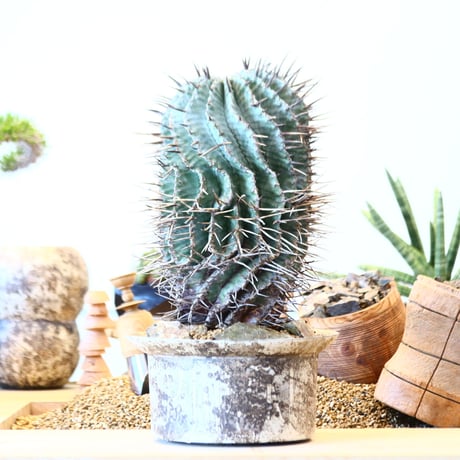 Euphorbia horrida 'major'  × たけろうポット   no.91752