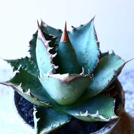 アガベ   チタノタ    Agave titanota    no.11233